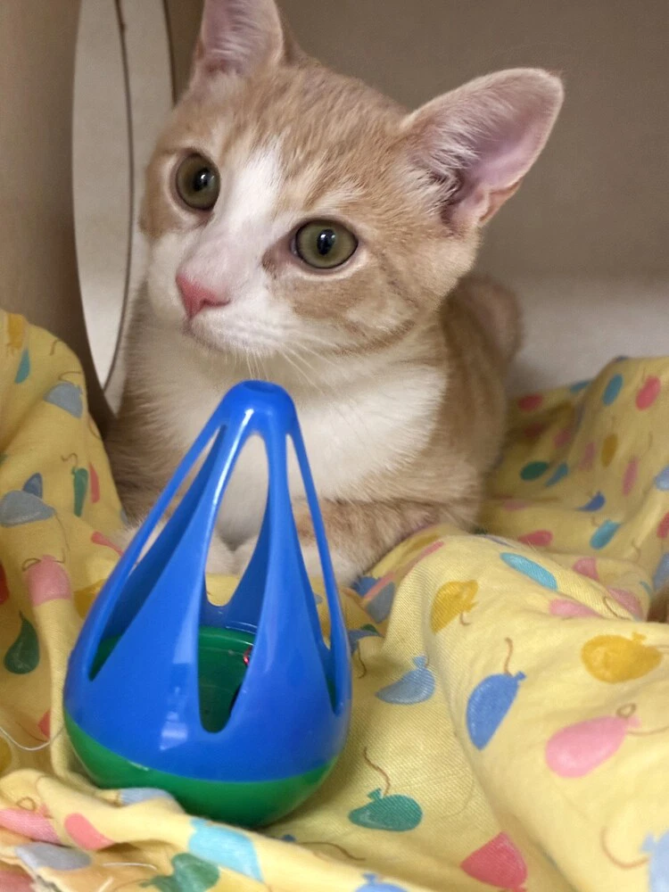 Alan