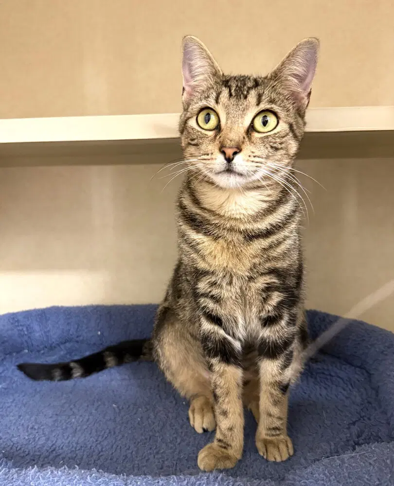 Chondria - Domestic Short Hair