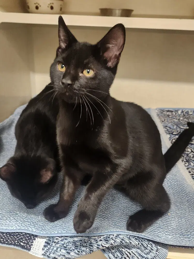Pawla - Domestic Short Hair