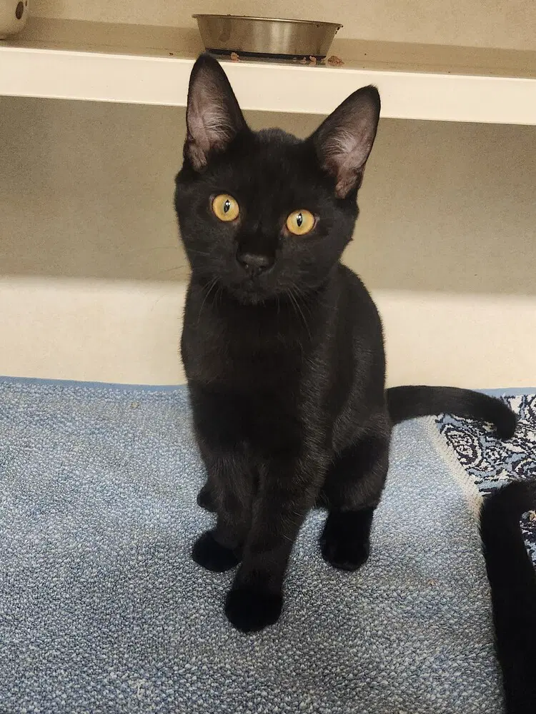 Pawlie - Domestic Short Hair