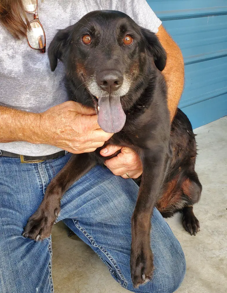 Salem Available - Labrador Retriever