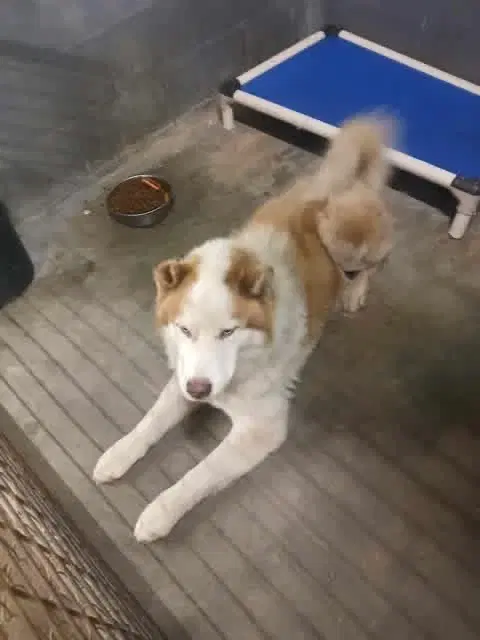 Cinnamon Available - Alaskan Malamute