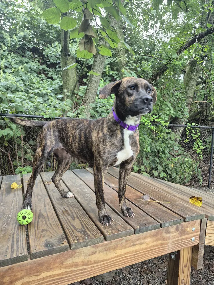 Dixie - Terrier