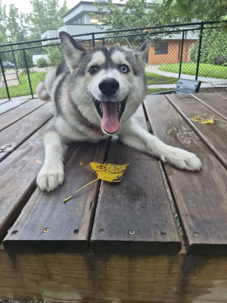 Wolfie image 1