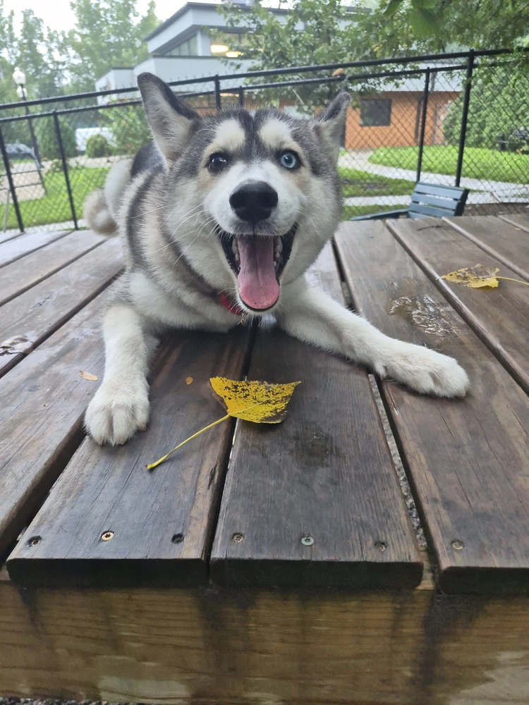 Wolfie