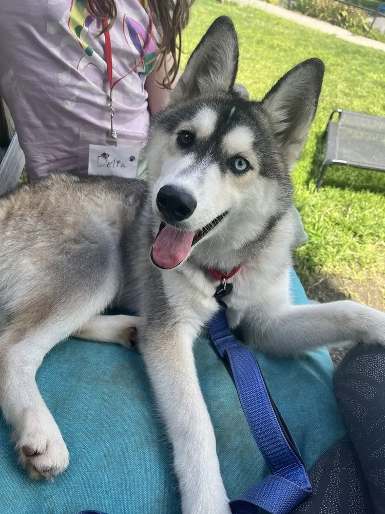 Wolfie - One of a kind
