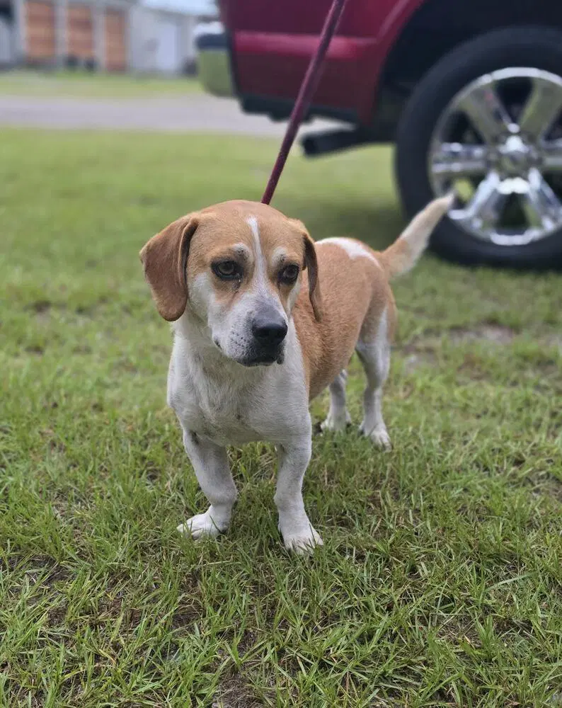 Cardi Available - Beagle