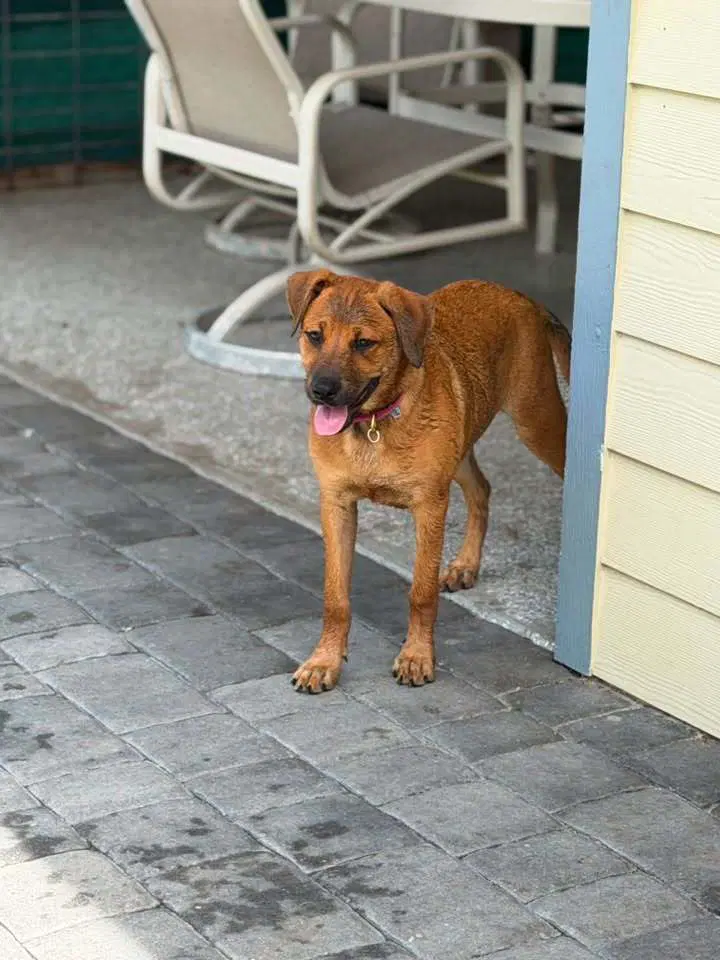Ocean Available - Labrador Retriever