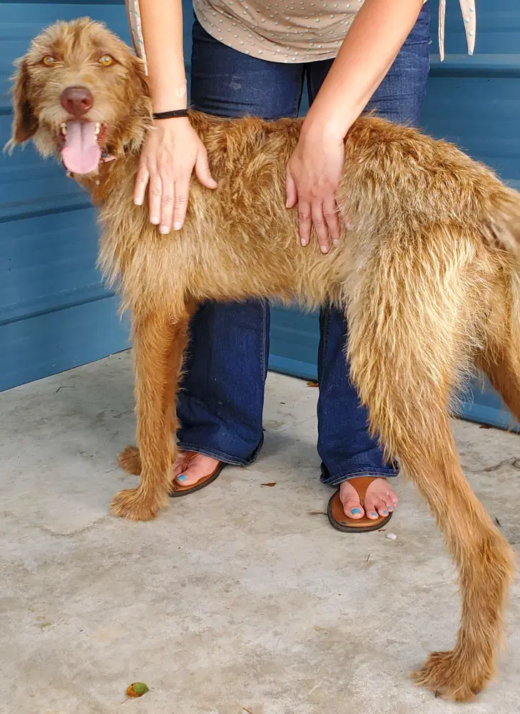 Coco Available - Irish Wolfhound