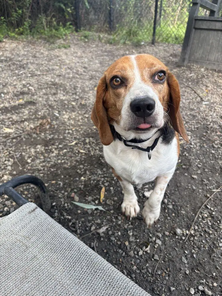 Bagel Available - Beagle