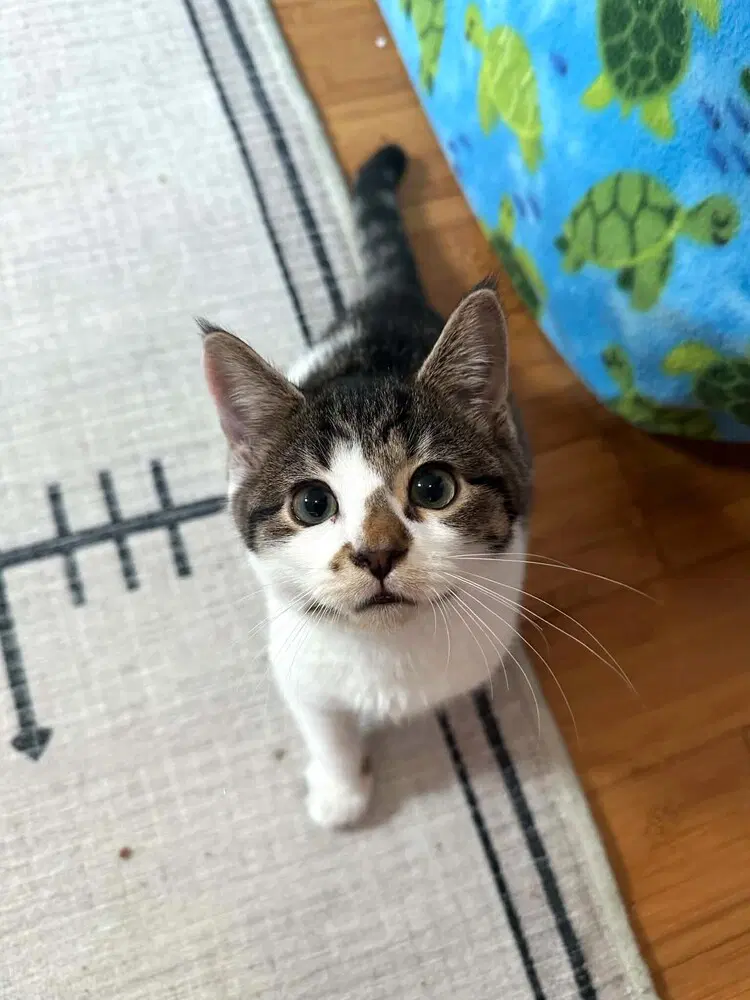 Humpty Dumpty - Domestic Short Hair