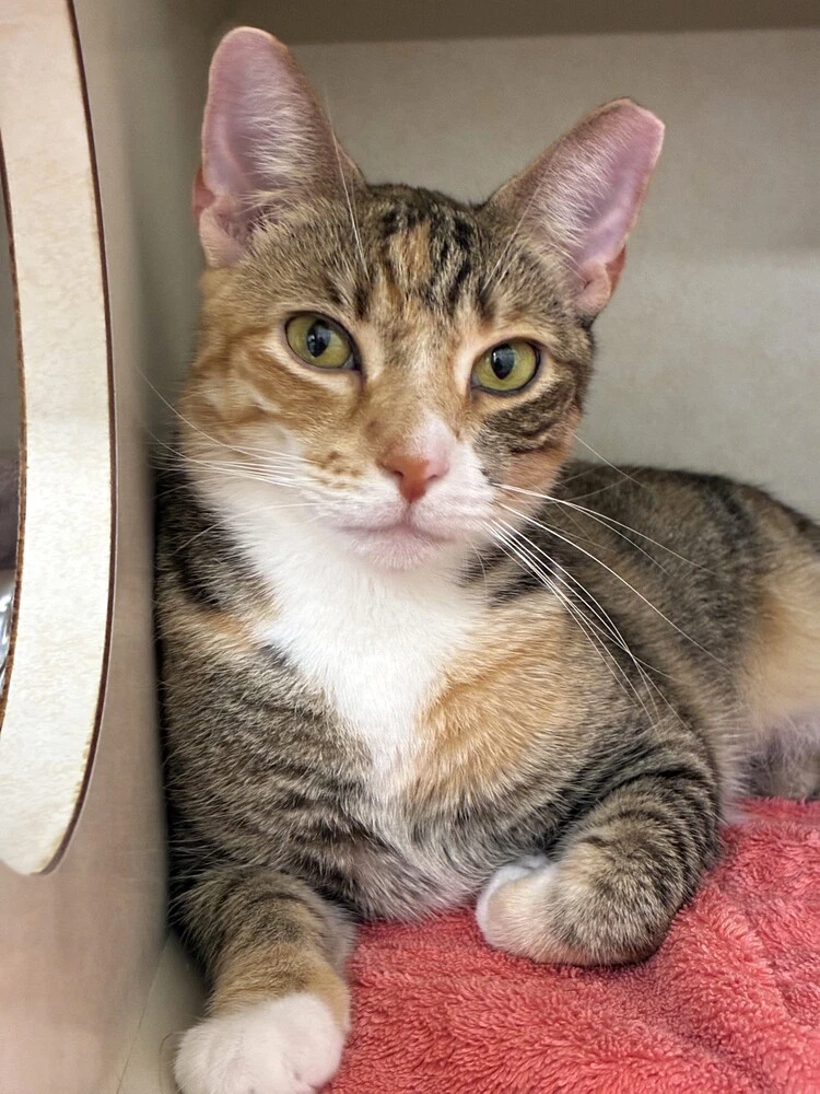 Annika - Available