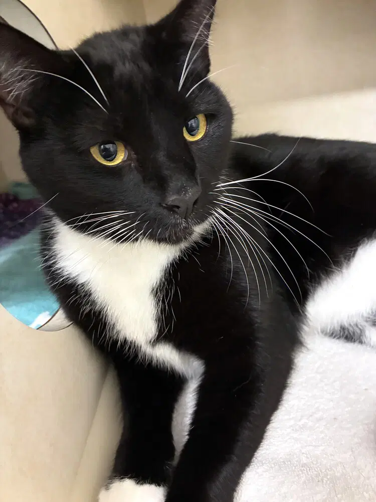 Socks - Available - Domestic Short Hair