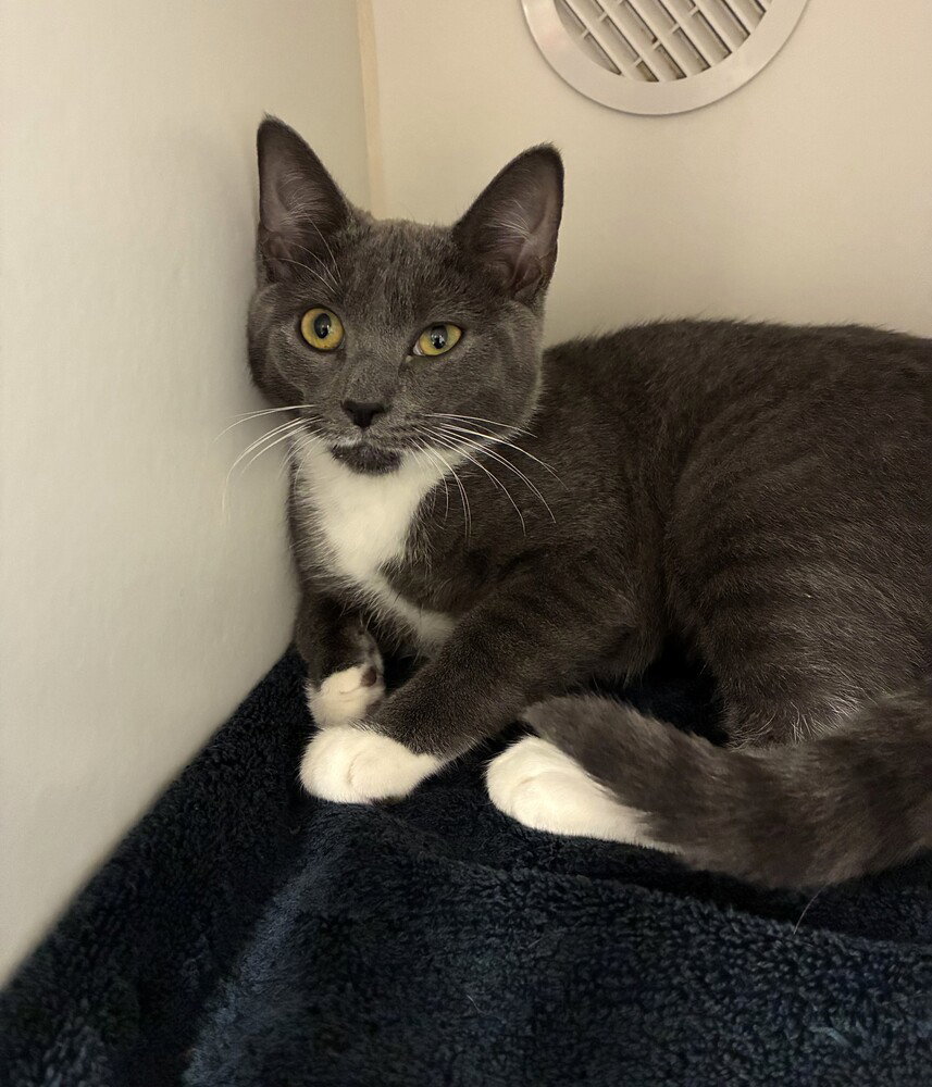 Mayor Vaughn, cat — photo 1 of 4