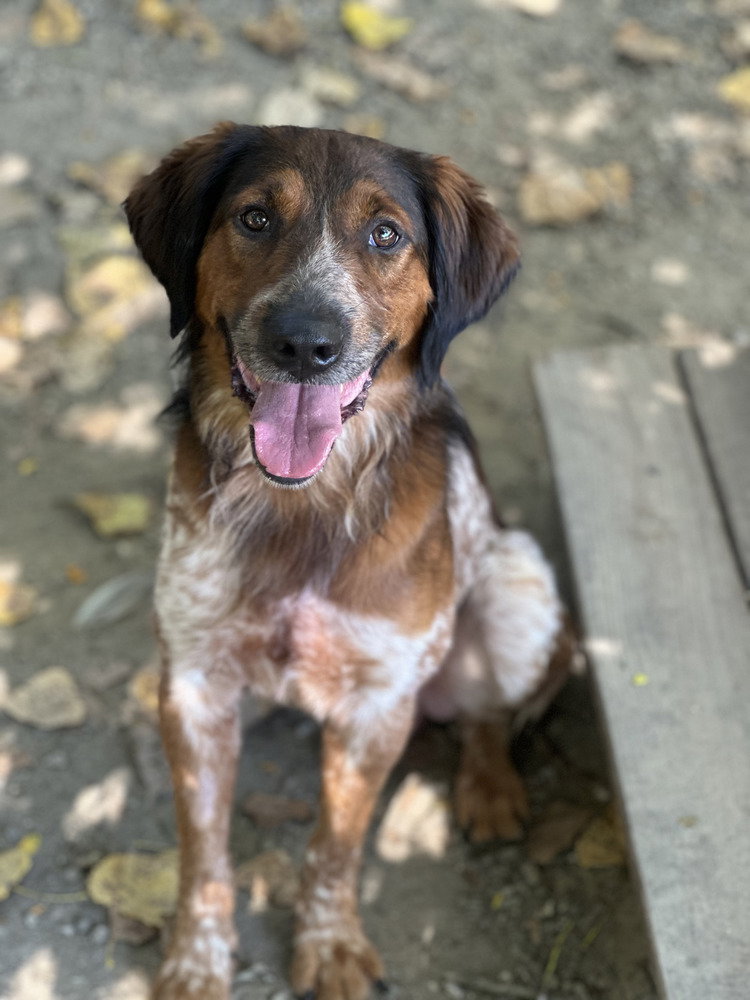 Special Available 9/15, dog — photo 1 of 4