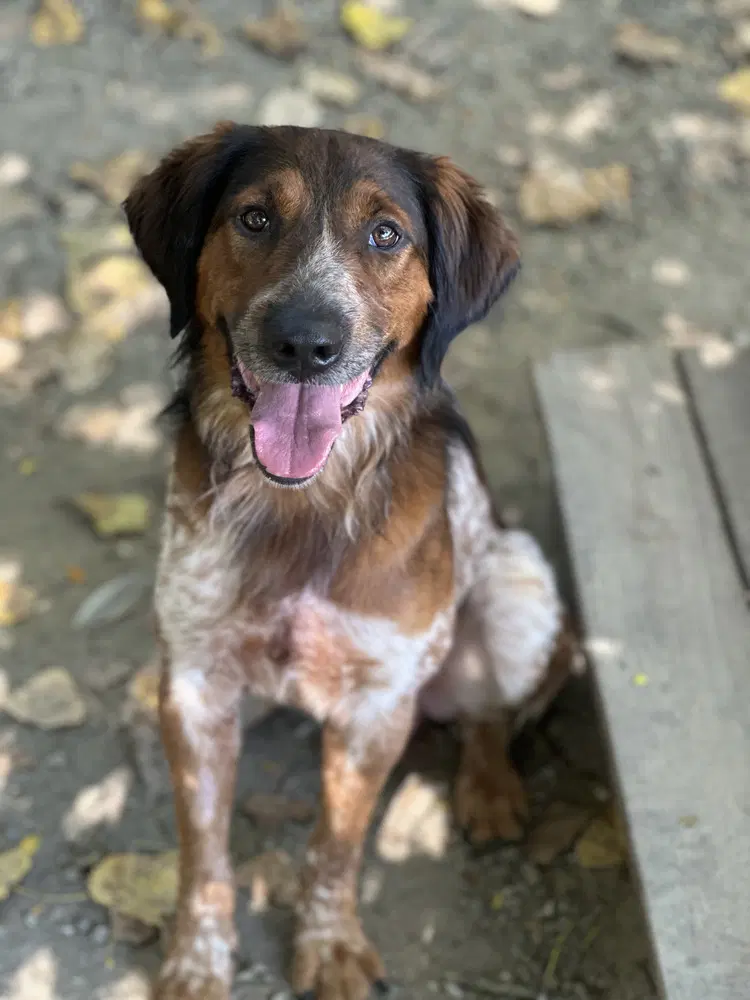 Special Available - Cattle Dog