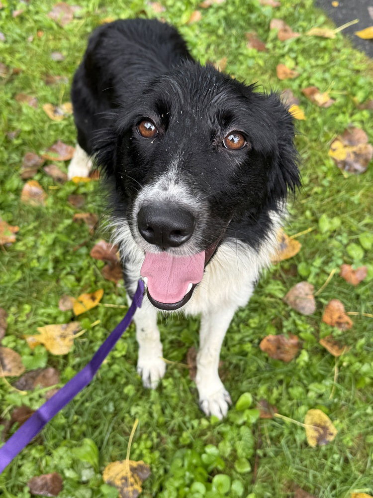 Petra available 9/15, dog — photo 1 of 4