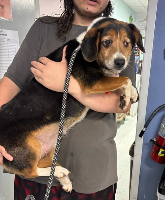 Pickle available 9/15, dog — photo 1 of 1