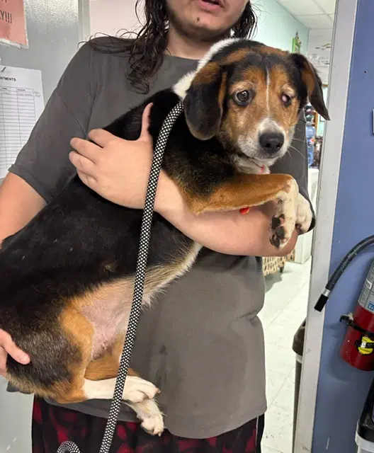 Pickle Available - Beagle