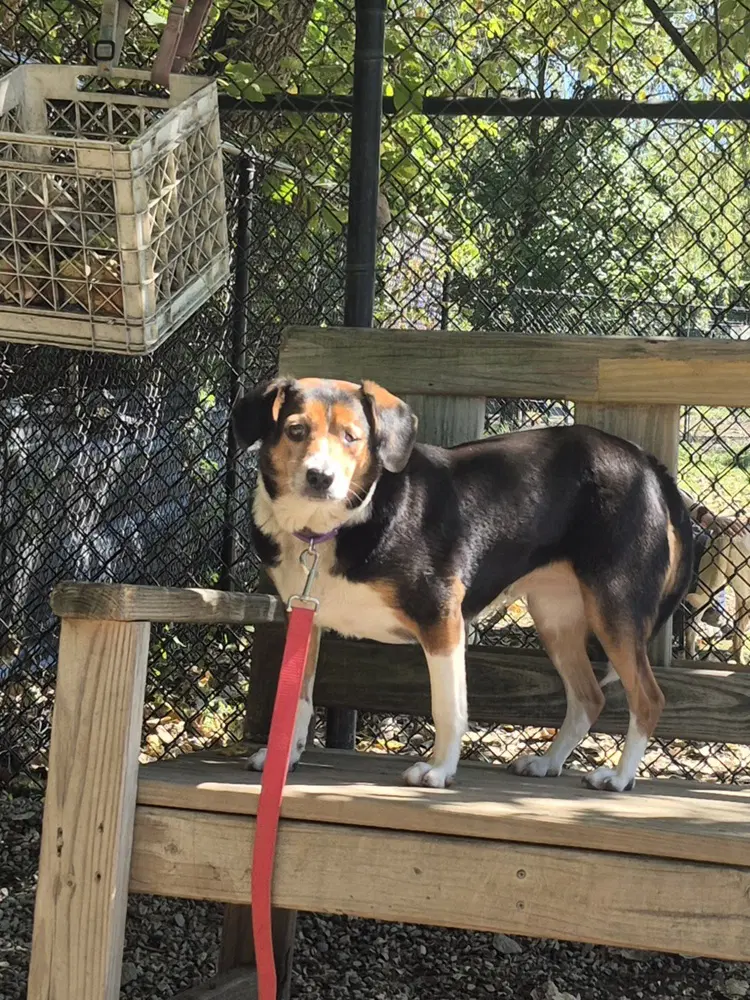 Pickle Available - Beagle