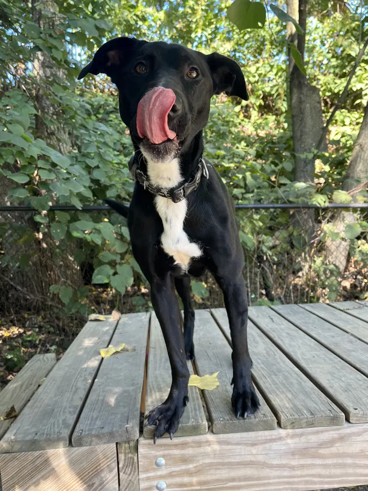 Shade Available - Labrador Retriever