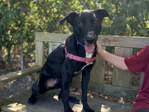 Shade, a dog for adoption from Paws Crossed Animal Rescue Inc.