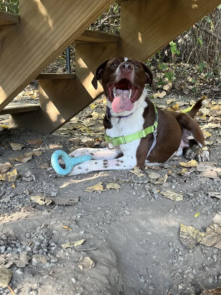 Trevor Available - Pointer