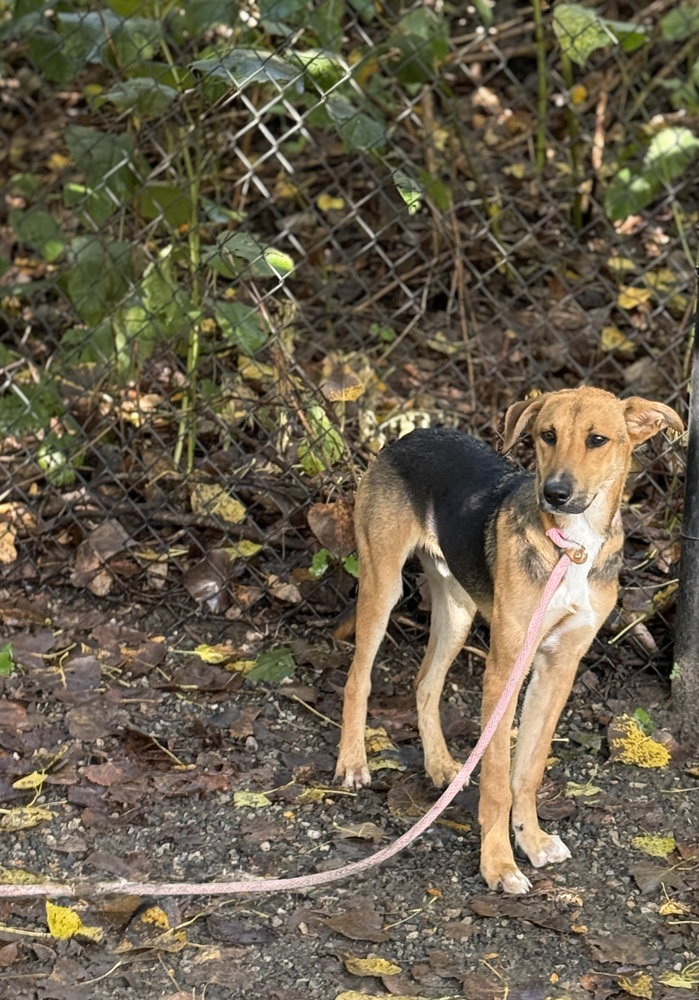 Forrest Available 9/15, dog — photo 1 of 4