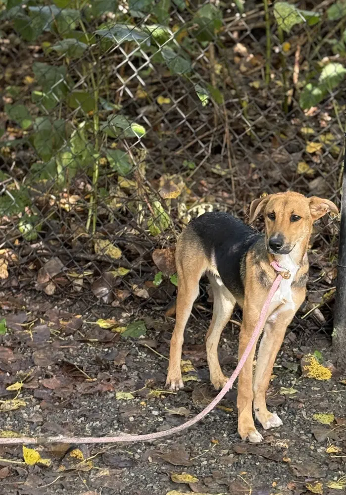 Forrest Available - Terrier