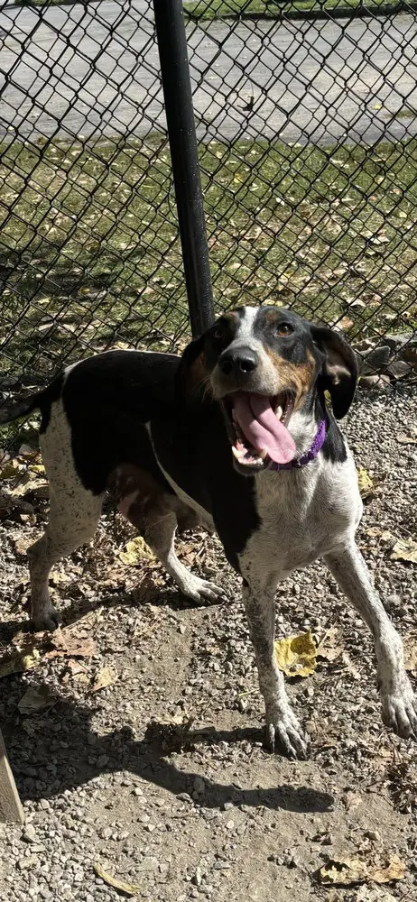 Yoga Available - Hound