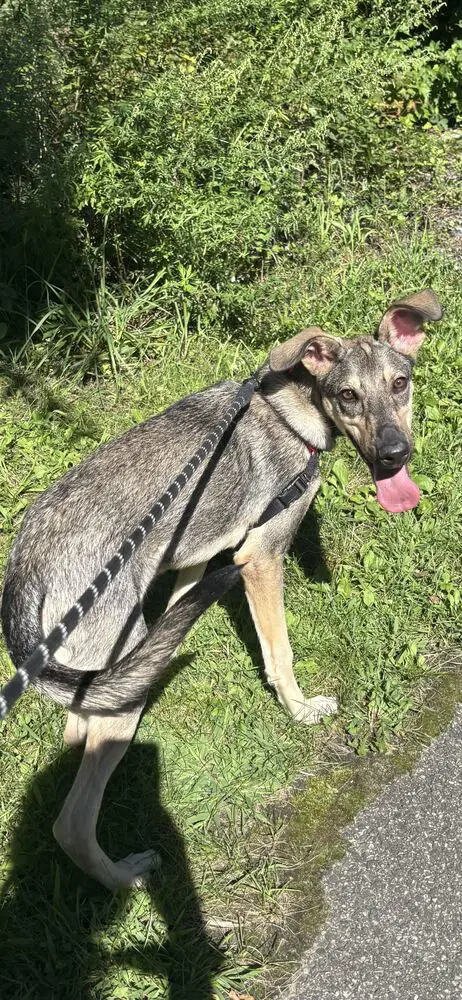Orion - Terrier