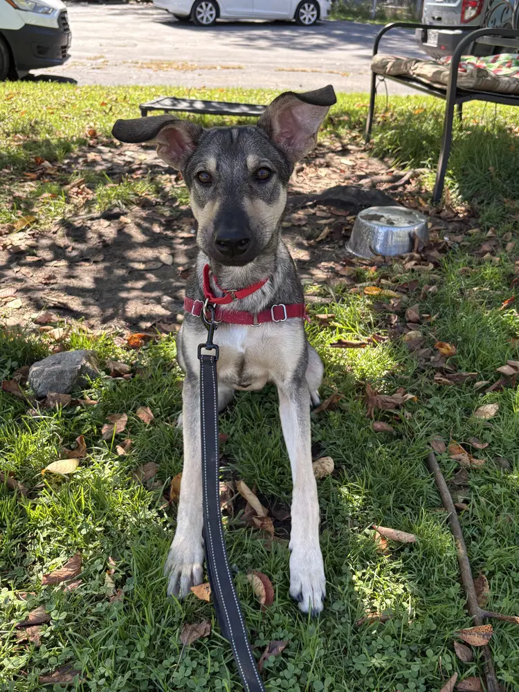 Orion - Terrier