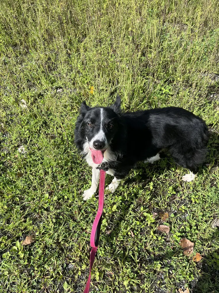 Peter Available - Border Collie
