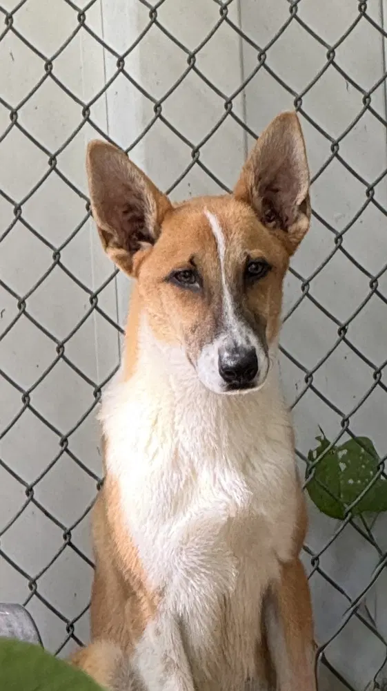 Finn Available - Terrier