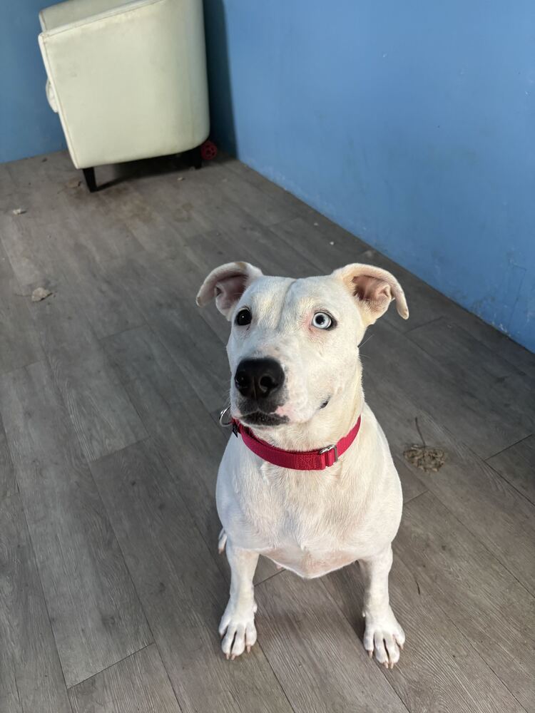 Stormy Available 9/15, dog — photo 1 of 4