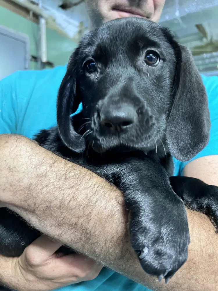 Lotus - Hound