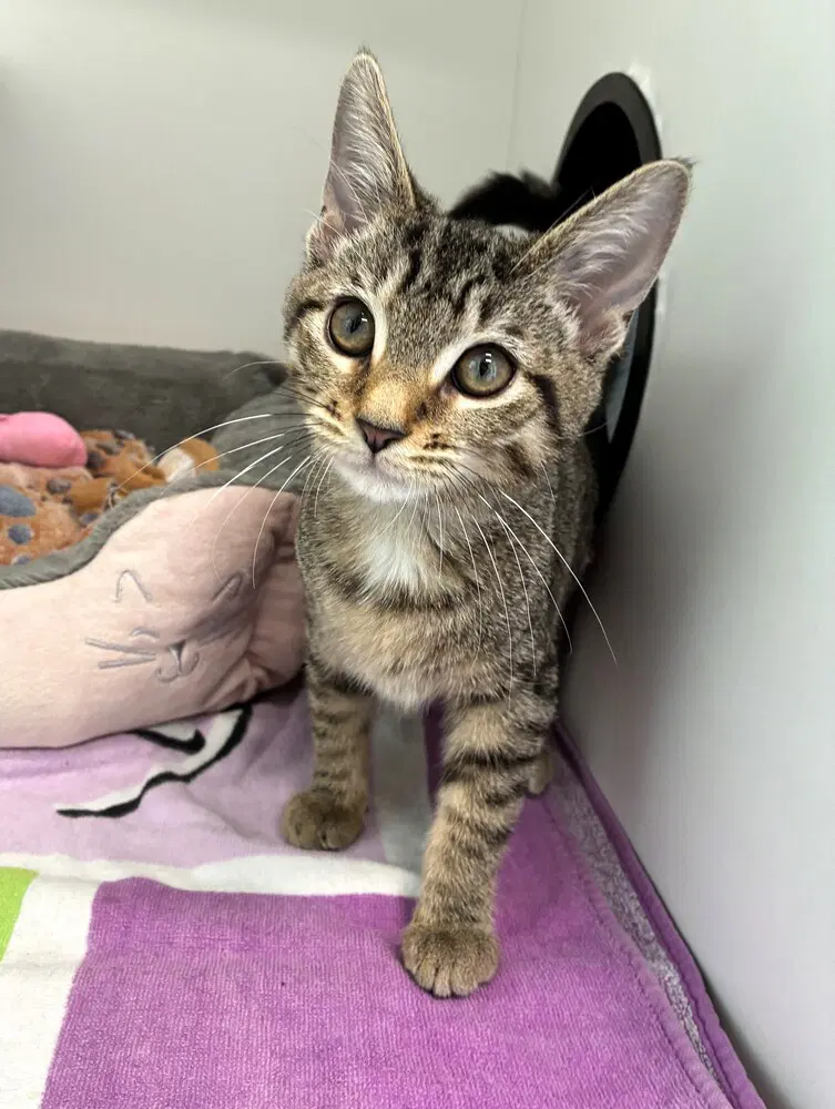 Ashley - Domestic Short Hair