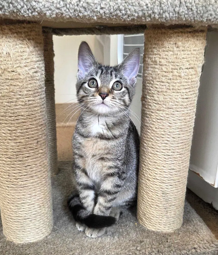 Ashley - Domestic Short Hair
