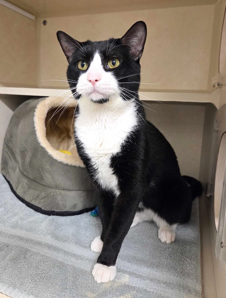Ruby Tuesday - Available
