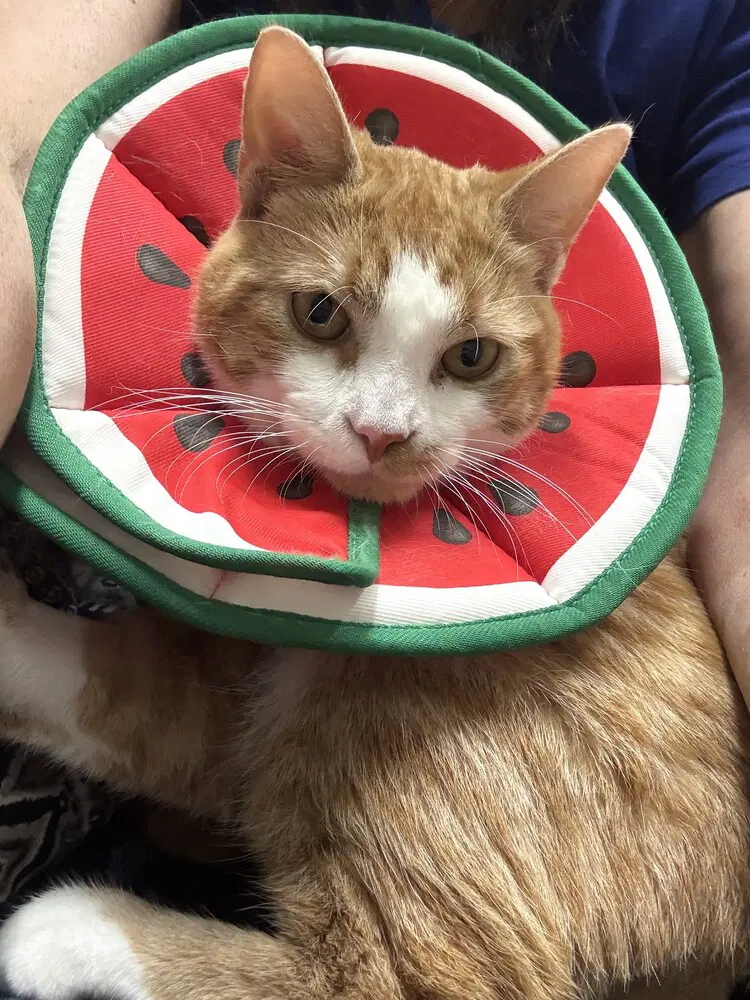 Salvador - Available - Domestic Short Hair