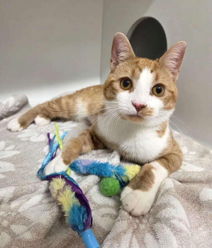 Salvador - Available - Domestic Short Hair