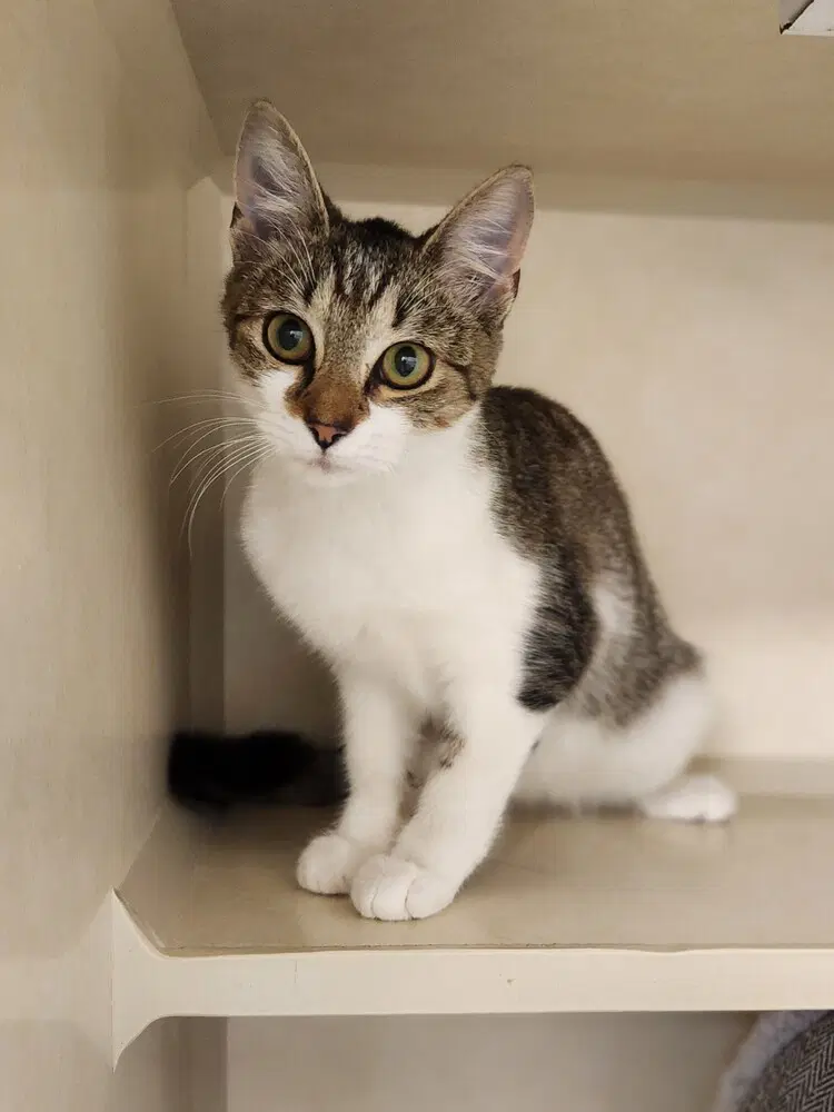 Rosemary - Available - Domestic Short Hair