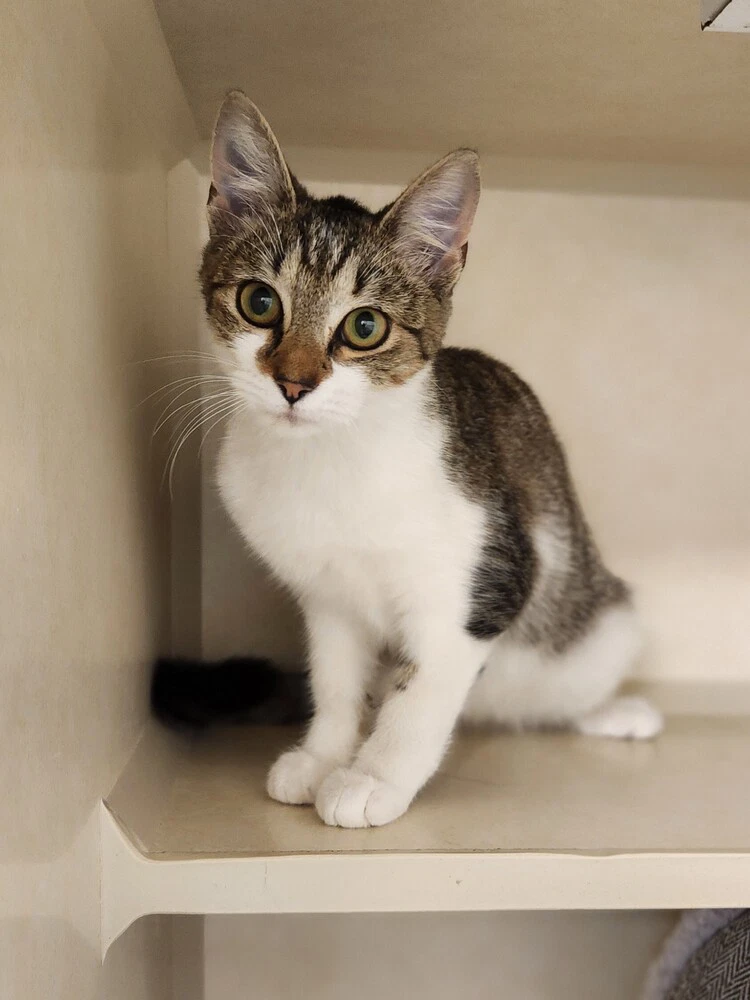 Rosemary - Available