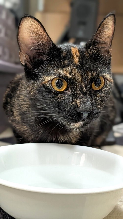 Rosalind, a cat for adoption from Paws Crossed Animal Rescue Inc.