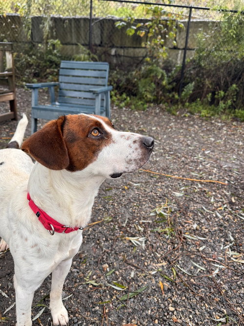 Pedro, a dog for adoption from Paws Crossed Animal Rescue Inc.