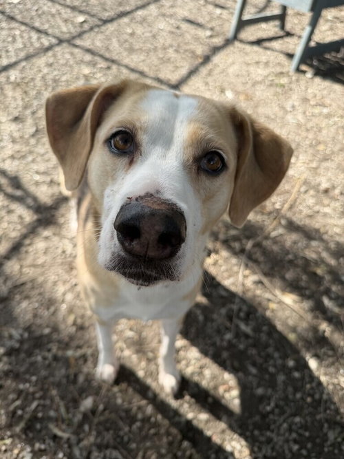 Roxie, a dog for adoption from Paws Crossed Animal Rescue Inc.