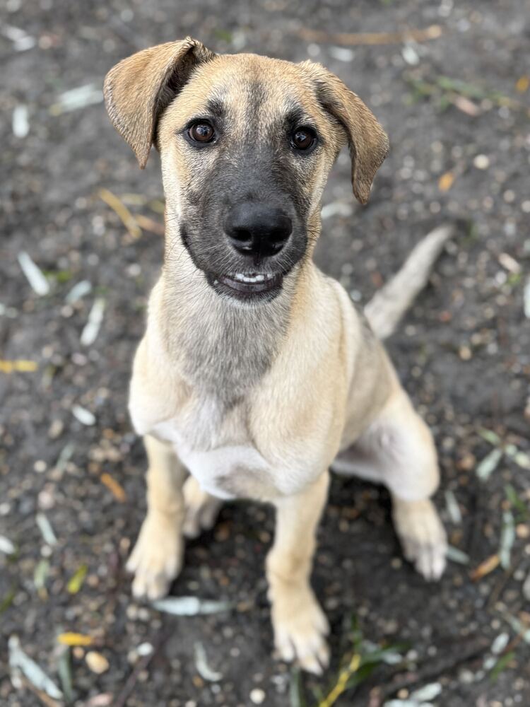 Hazel