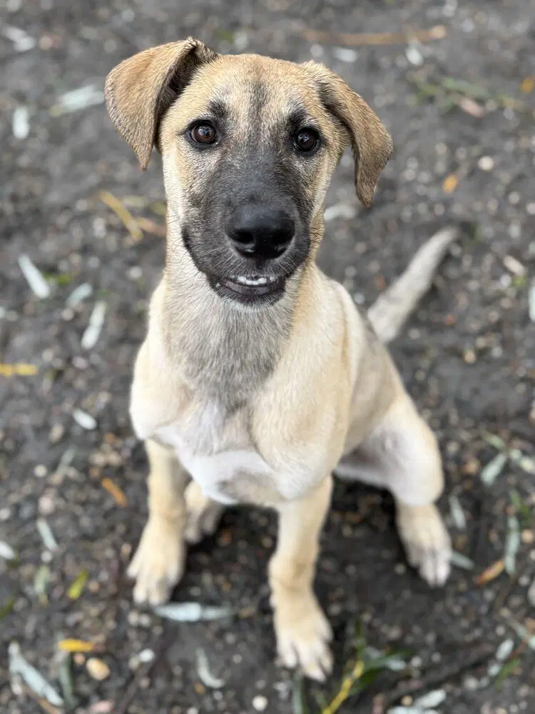 Hazel - Shepherd