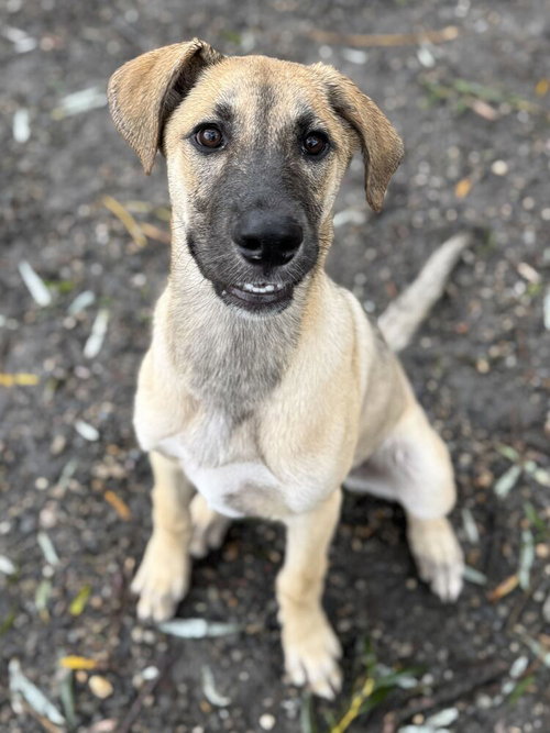 Hazel, a dog for adoption from Paws Crossed Animal Rescue Inc.
