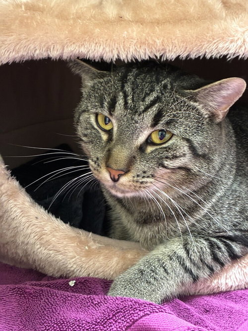 Liam, a cat for adoption from Paws Crossed Animal Rescue Inc.
